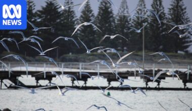 First H5 bird flu case confirmed on SA metro beach