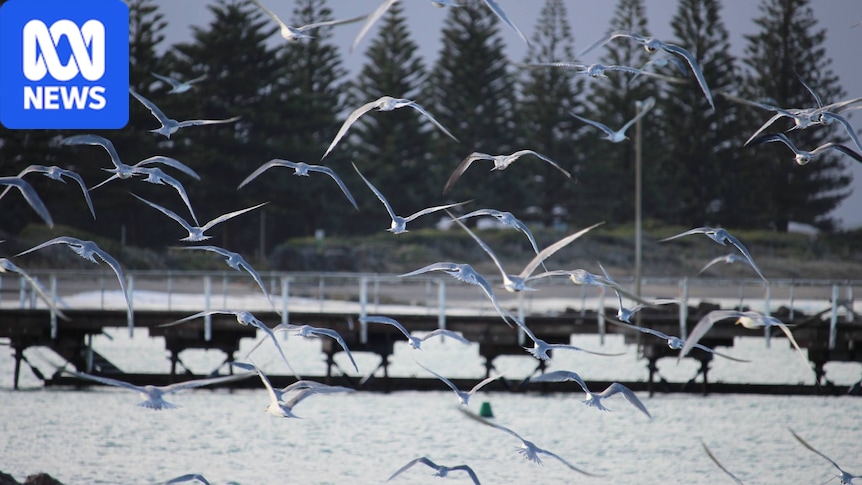 First H5 bird flu case confirmed on SA metro beach