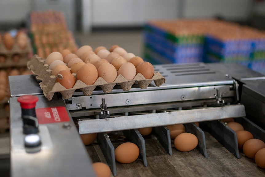 Dozens of eggs in varying shades of brown and white arranged in cartons, crates and on a conveyor belt in the foreground.