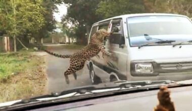 Leopard in Ahmedabad locality: Another urban sprawl clashes with wild cat territory