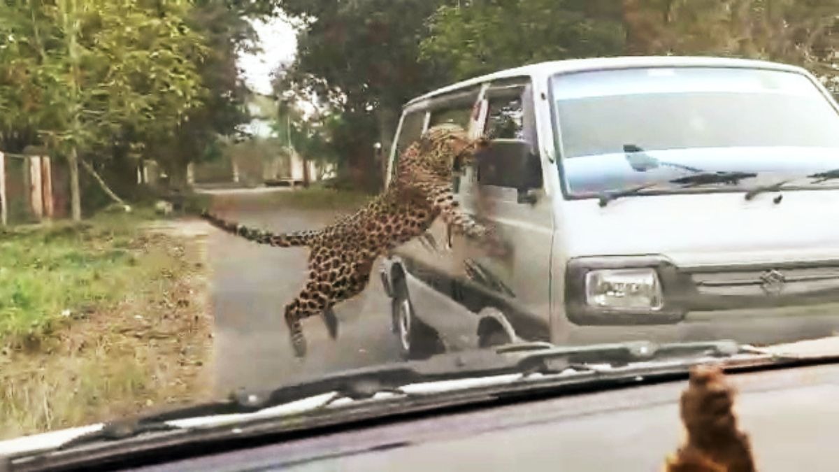 Leopard in Ahmedabad locality: Another urban sprawl clashes with wild cat territory