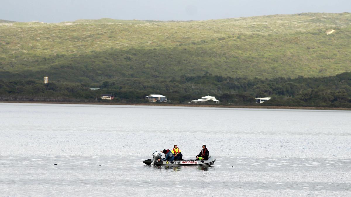 DPIRD issues shark advice after dolphin carcasses reported by Parks and Wildlife officers off Albany harbour