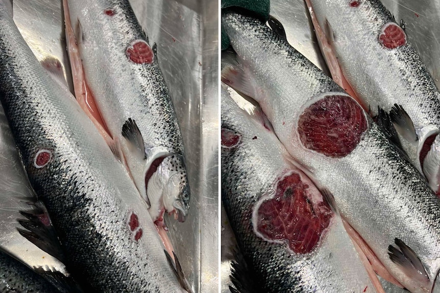 So-called 'production fish' with flesh wounds.