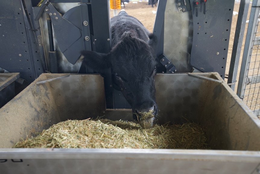 A farmer scientist smiling in a cattle yard.