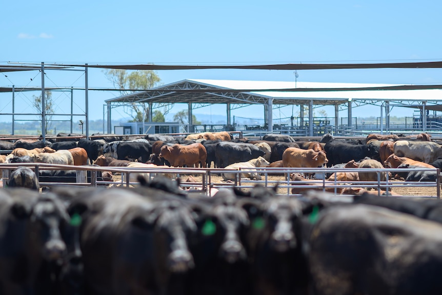 cattle standing in a feedlot