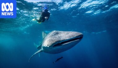 Whale shark feeding habits on Ningaloo Reef revealed by AIMS, Murdoch University study