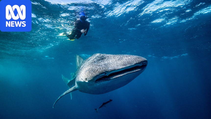 Whale shark feeding habits on Ningaloo Reef revealed by AIMS, Murdoch University study