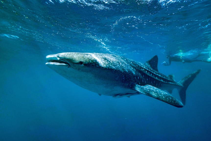 A scuba diver swims above a whale shark cruising through the ocean.
