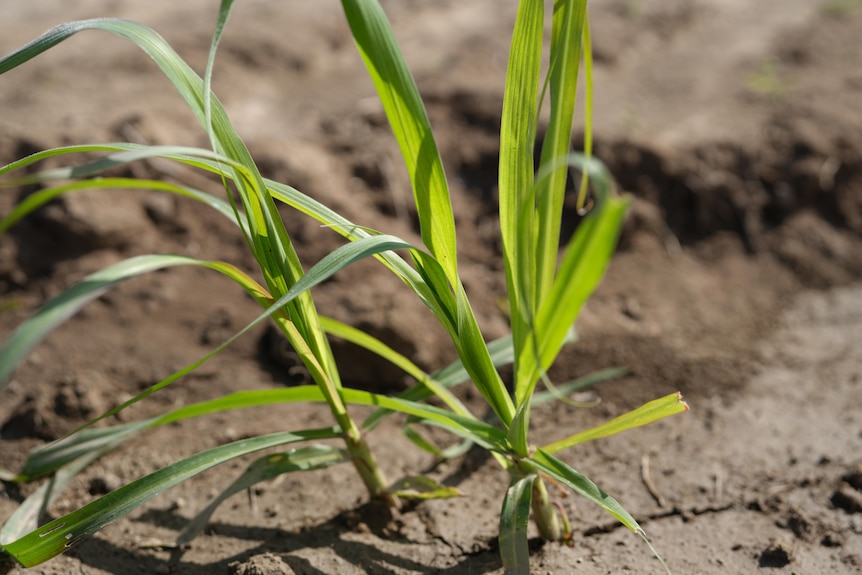 A short green grassy plant in soil