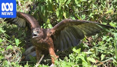 New Zealand detects first case of a native bird with deadly H5N1 bird flu