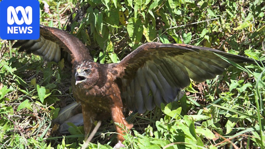 New Zealand detects first case of a native bird with deadly H5N1 bird flu