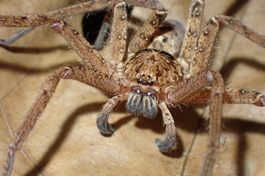A close-up of a brown furry large spider with a few pale dots on its limbs, standing on a brown leaf.