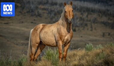 Police investigate shooting deaths of two horses in Kosciuszko National Park