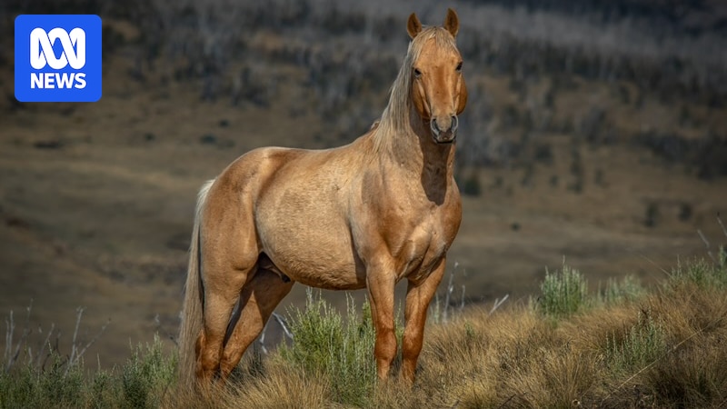 Police investigate shooting deaths of two horses in Kosciuszko National Park