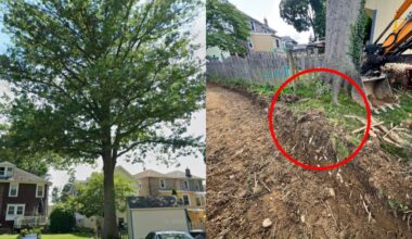 ‘Not the time to avoid confrontation’: Dad furious as neighbours cut through ‘very old’ 70ft oak tree in his garden - now he’s worried it will collapse