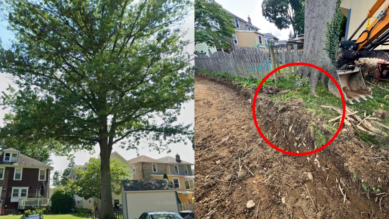 ‘Not the time to avoid confrontation’: Dad furious as neighbours cut through ‘very old’ 70ft oak tree in his garden - now he’s worried it will collapse