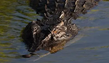 Johnsons of Old Hurst: Family of boy allegedly thrown into crocodile enclosure at zoo speak out