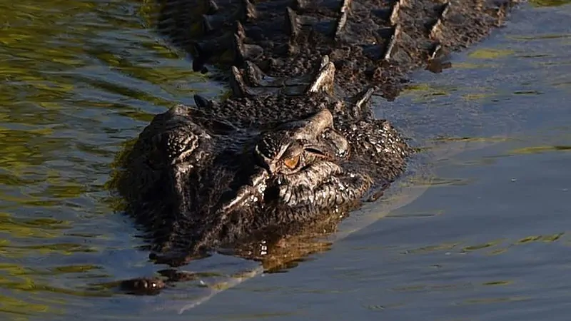 Johnsons of Old Hurst: Family of boy allegedly thrown into crocodile enclosure at zoo speak out
