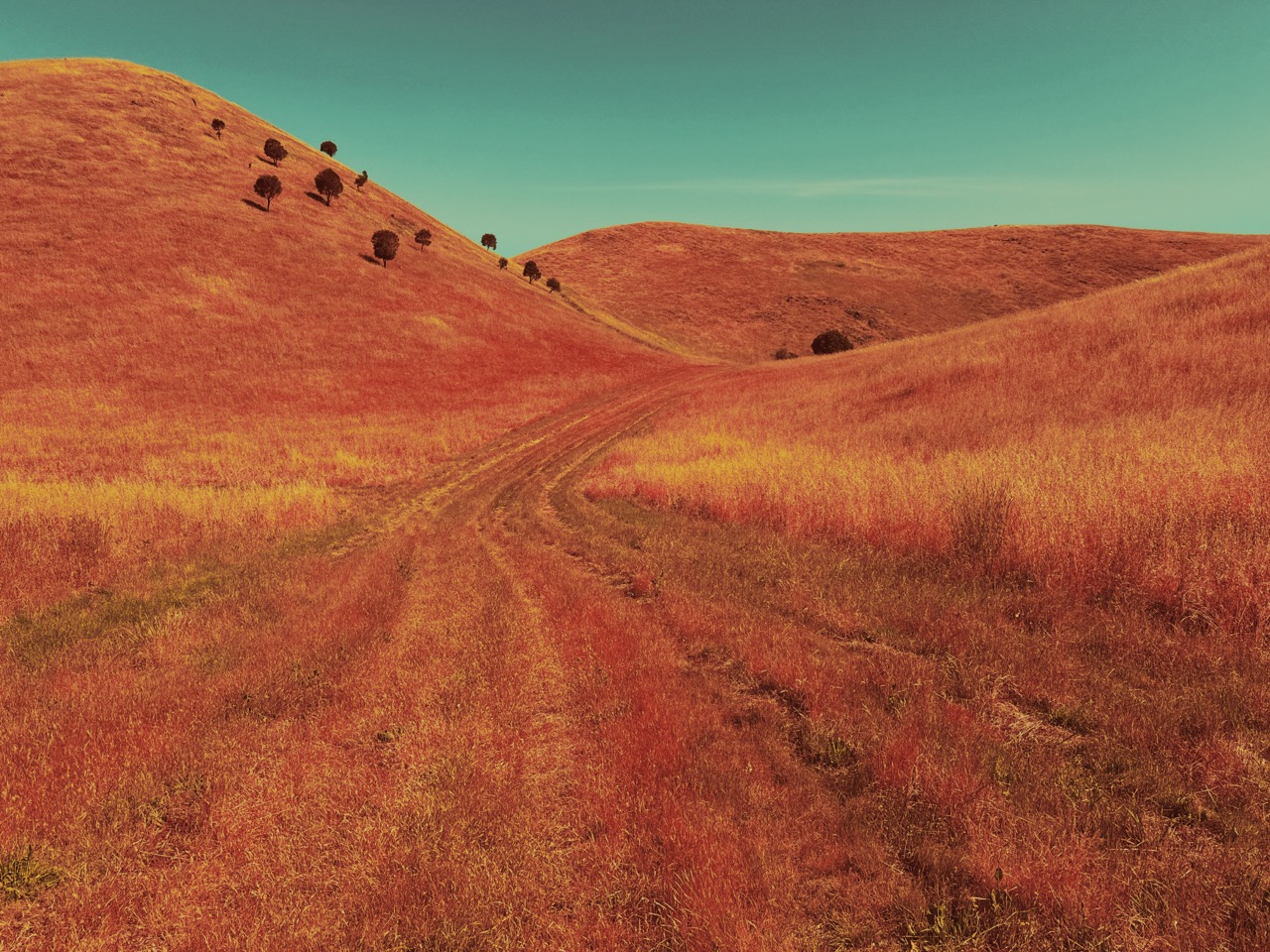 Photograph of an Australian outback landscape, with orange grasses over rolling hills