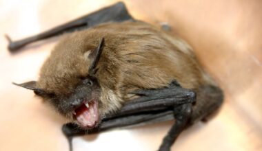 11-year-old boy dies of rabies after waking up with a bat on his face