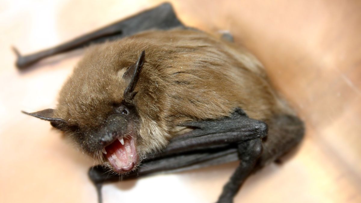11-year-old boy dies of rabies after waking up with a bat on his face