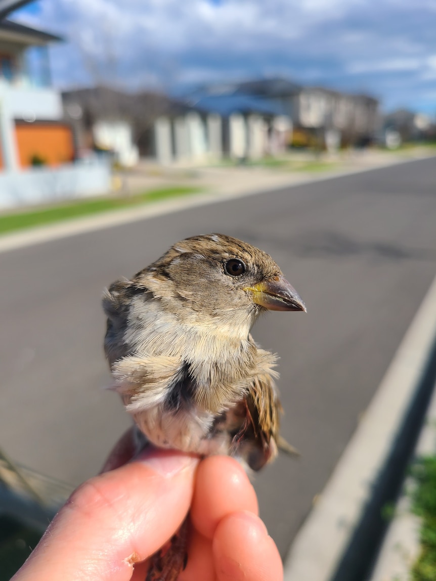 A close up shot of a brown bird perching on the tips of a person's fingers in a residential street.