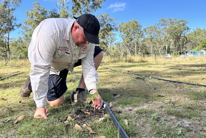 A man in a cap and work shirt kneels over a sapling on a country property.
