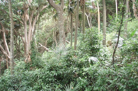 The uninhabited Cabbage Tree Island had its undergrowth destroyed by rabbits, which were removed in the 1990s.
