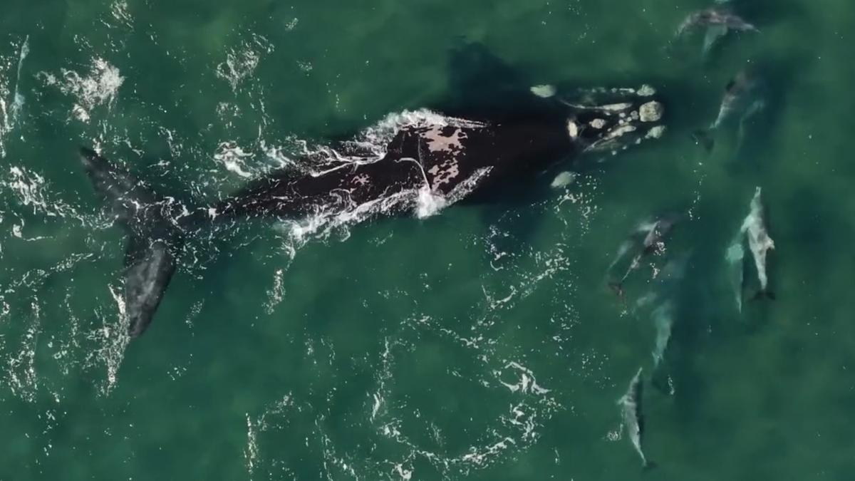 Gale the whale swims back to ocean after spending 19 days in Peel Harvey Estuary
