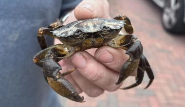 Crabs invade garden shed... 50 miles from the sea