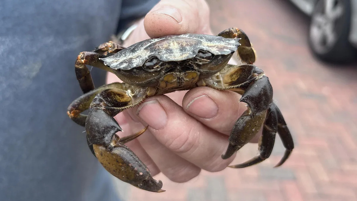 Crabs invade garden shed... 50 miles from the sea
