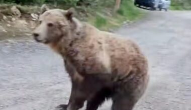 29-year-old woman speaks out after close encounter with grizzly bear