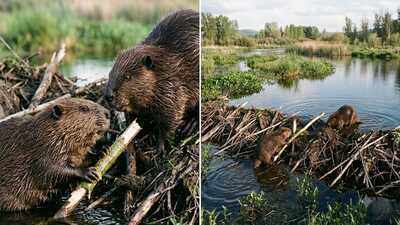 Beavers do far more than build dams: These 20-kilogram rodents create wetlands, raise groundwater and lock away carbon