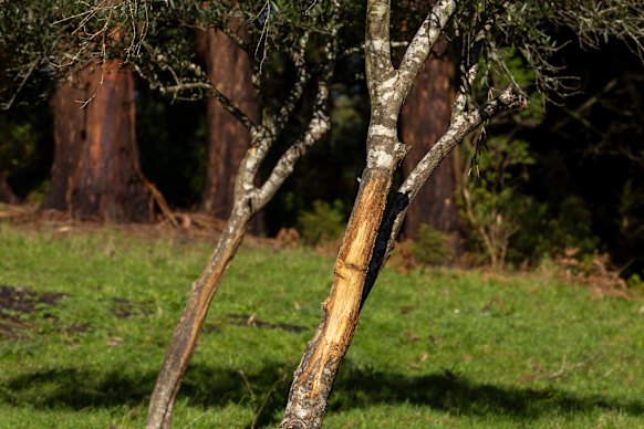 Damage done by deer on Leppitt’s property 