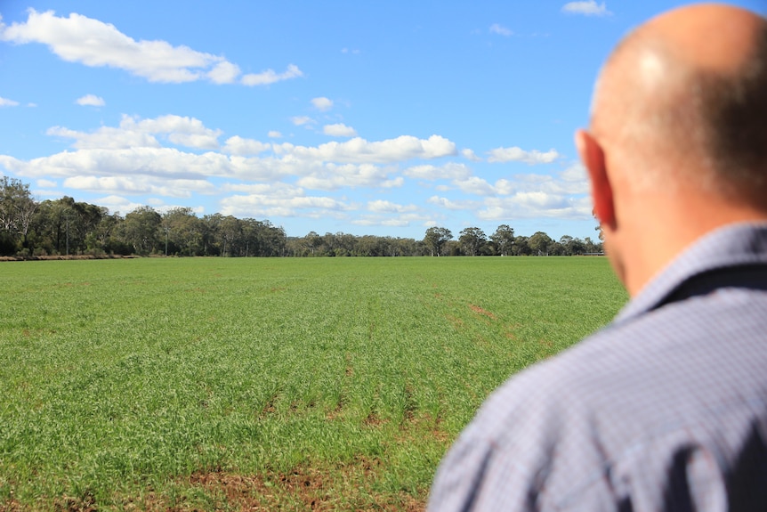 A view of a wheat field over a man's shoulder.