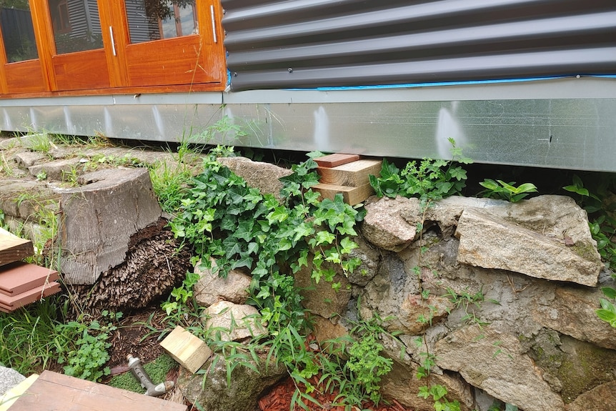 A correlated iron shed which appears precariously propped up amid a sloping surface in Chris Blewitt's backyard.