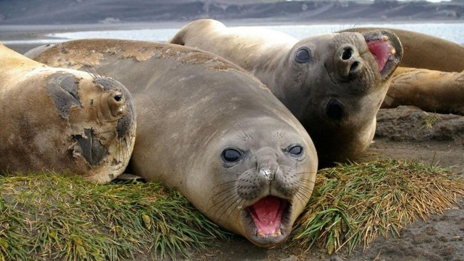 Thousands of elephant seals on Heard Island have died from suspected bird flu.