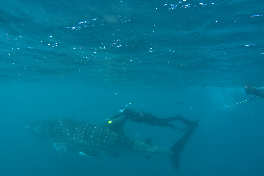 A scuba diver attaches a camera to a whale shark's fin as it glides through the ocean.