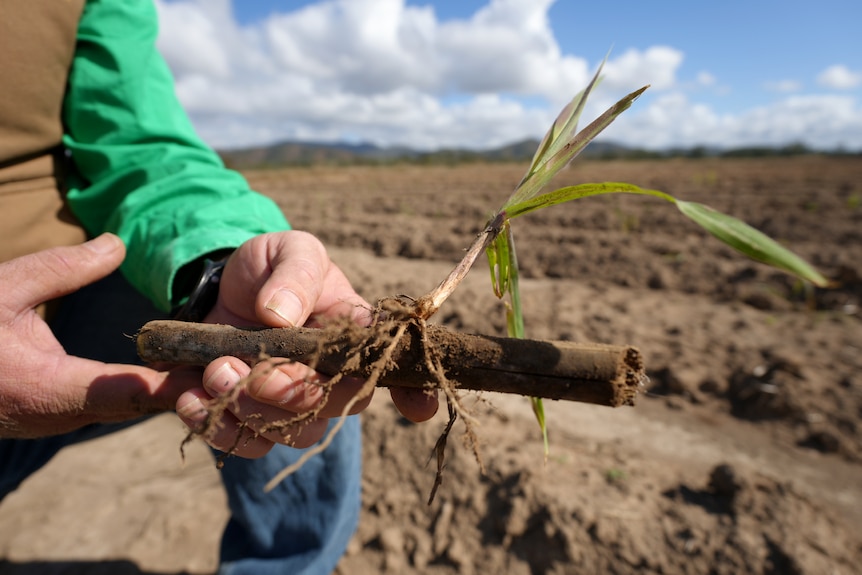 A man holding a plant with a paddock in the background
