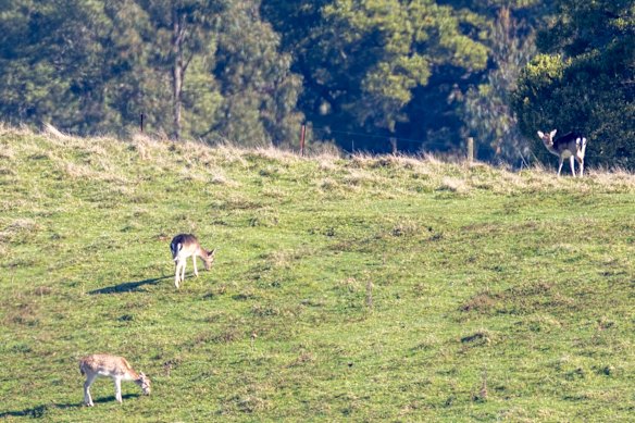 Deer grazing near Leppitt’s land. 