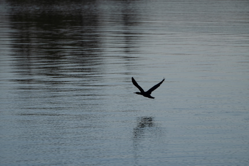 A black bird flying over the water of Coorong.
