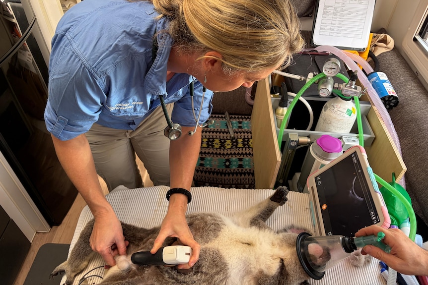 A woman treating a sick koala laying on a table with medical equipment.