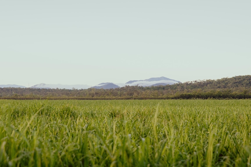 Canefields in front fo a distant mountain range.