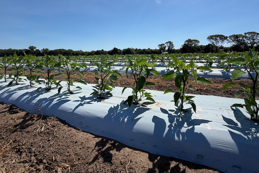 Small capsicum plants sprout from white plastic lined rows in a field.