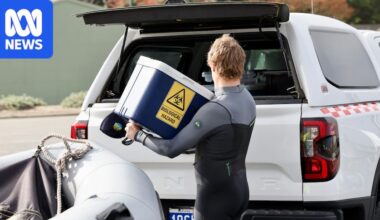 Pod of dolphins die within 24 hours after stranding at Albany's Princess Royal Harbour
