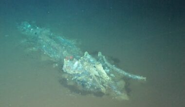 "Vast whale necropolis" found off the WA coast