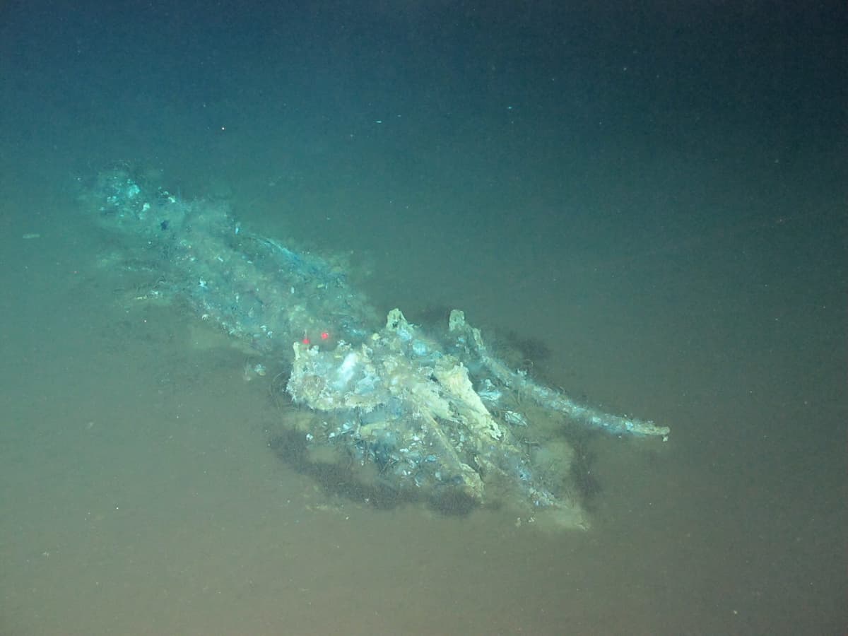 "Vast whale necropolis" found off the WA coast