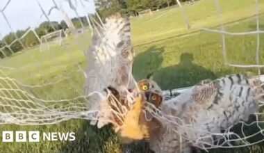 Watch: Police officers free owl tangled in football net