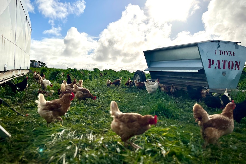A flock of egg-laying chickens peck at grass on a farm.