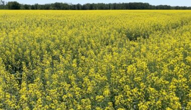 AAFC revises 2026-27 estimates on StatCan planted area report